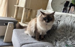 Ragdoll cats for sale: Pure boy blue point Ragdoll 14M full care plan - Image 4