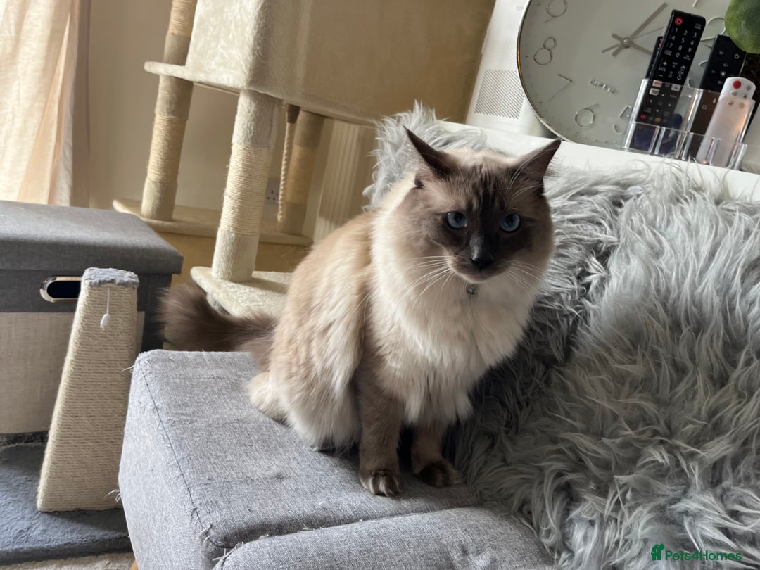 Ragdoll cats for sale: Pure boy blue point Ragdoll 14M full care plan - Image 4
