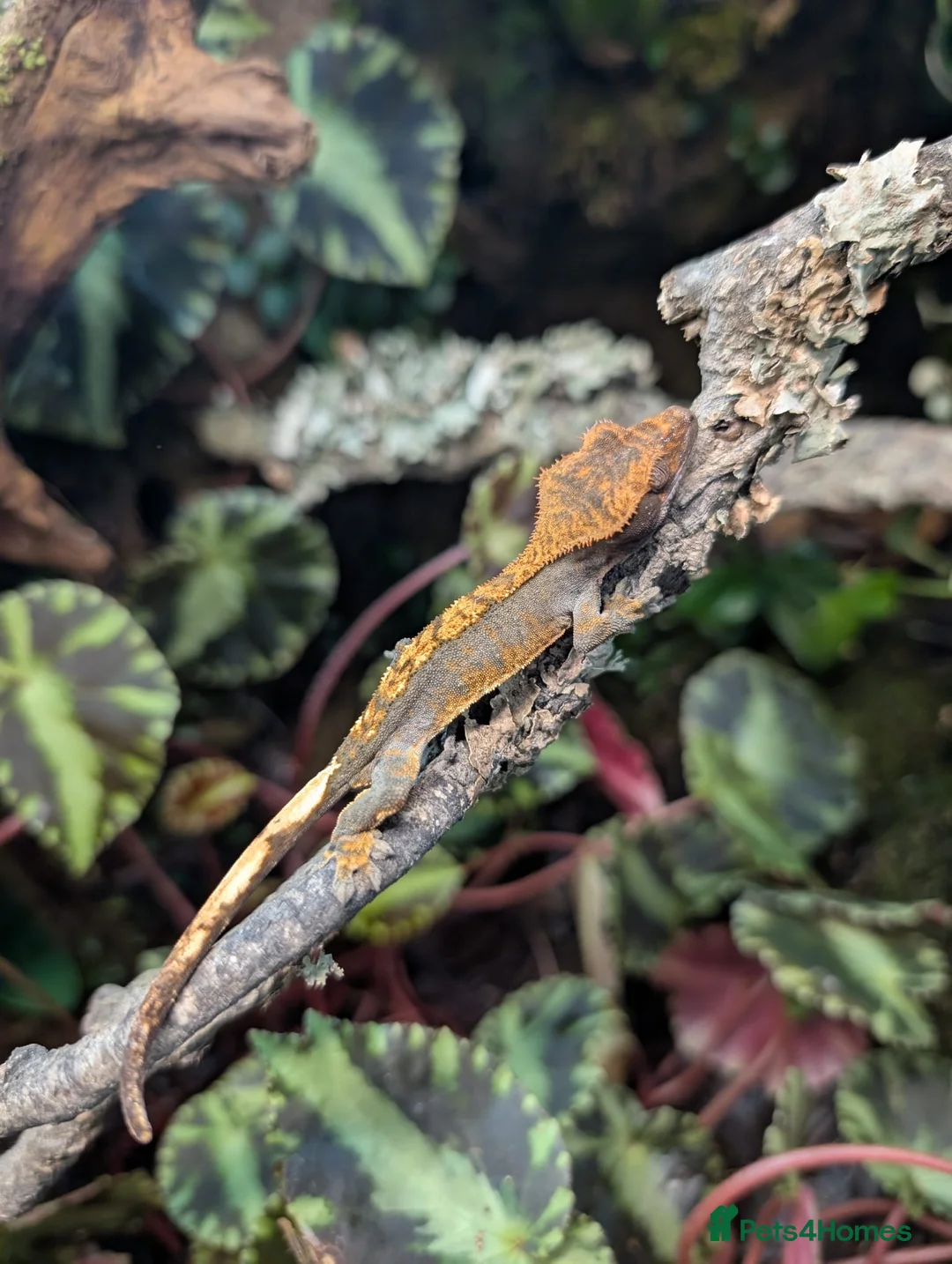 Gecko reptiles for sale: Harlequin tiger crested gecko babies  - Advert 3