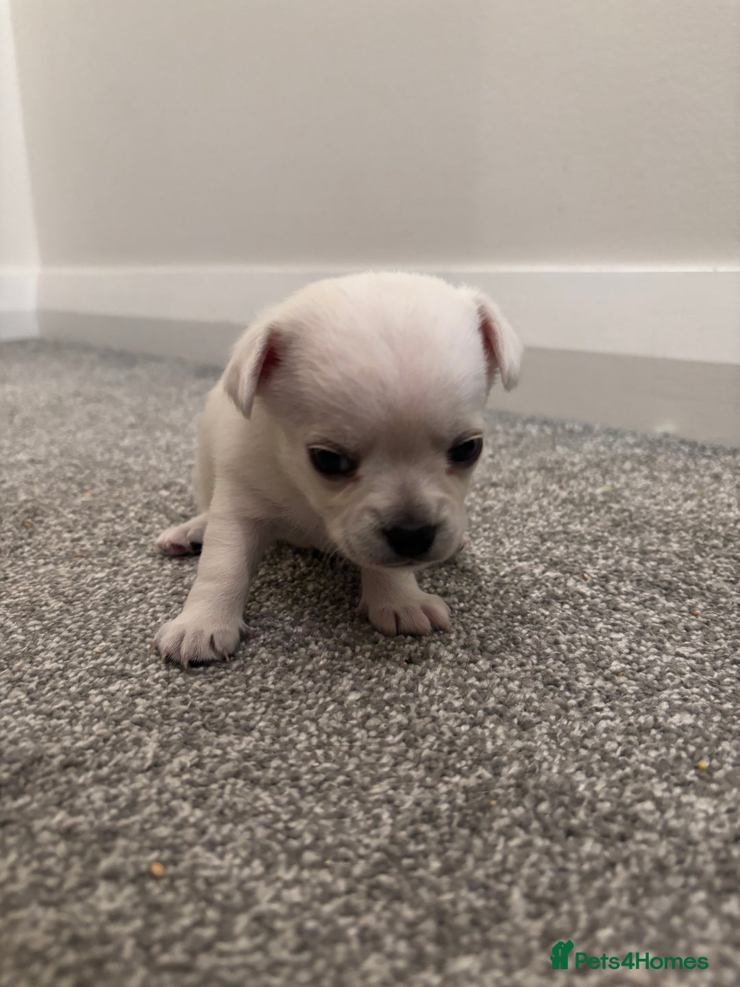 Chihuahua dogs for sale: Beautiful Chihuahua Puppies - Advert 22