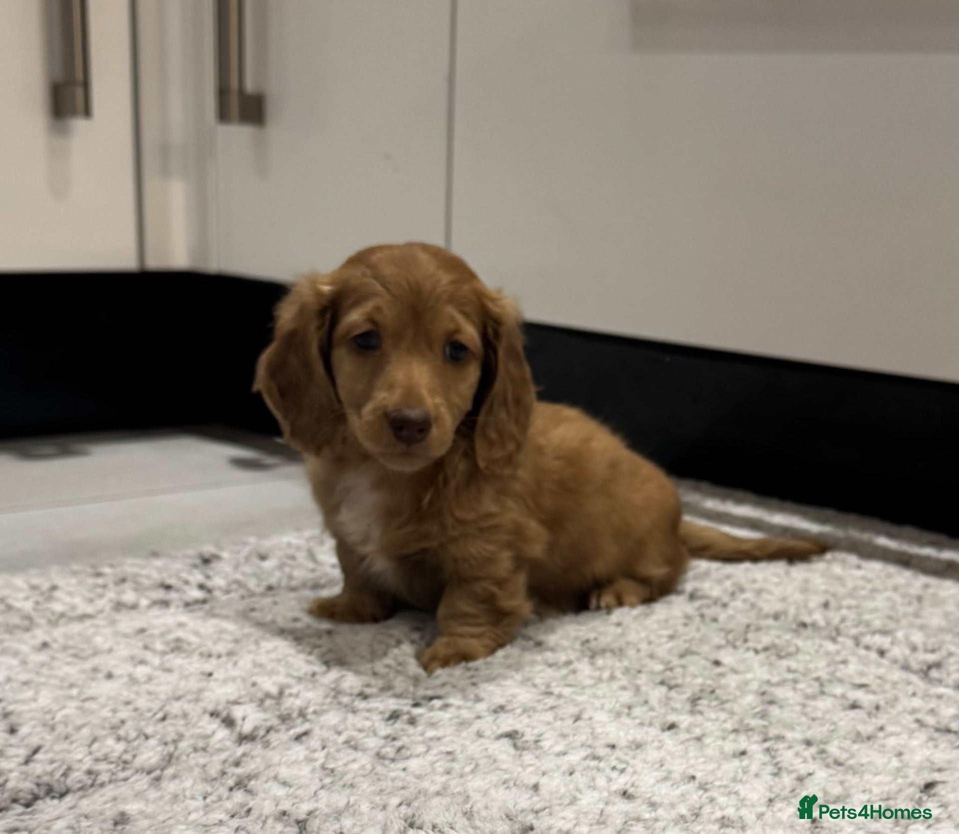 Miniature Dachshund dogs STUNNING KC LONG HAIRED MINIATURE DACHSHUND PUPS💕 - Advert 1