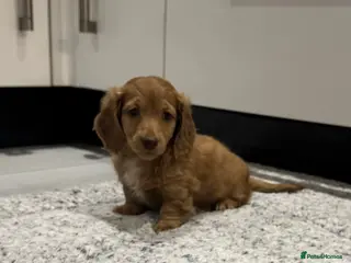 Miniature Dachshund dogs STUNNING KC LONG HAIRED MINIATURE DACHSHUND PUPS💕 - Advert 2