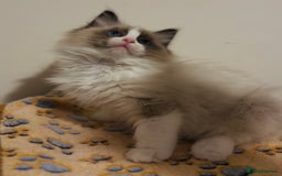Ragdoll cats for sale: 💙🐾Tica full Pedigree🐾EU Ragdoll 🐱🐾DNA Clear❤️ - Image 20