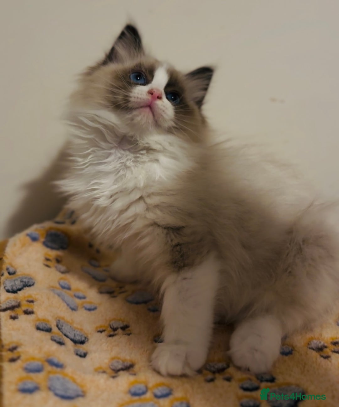 Ragdoll cats for sale: 💙🐾Tica full Pedigree🐾EU Ragdoll 🐱🐾DNA Clear❤️ - Image 20