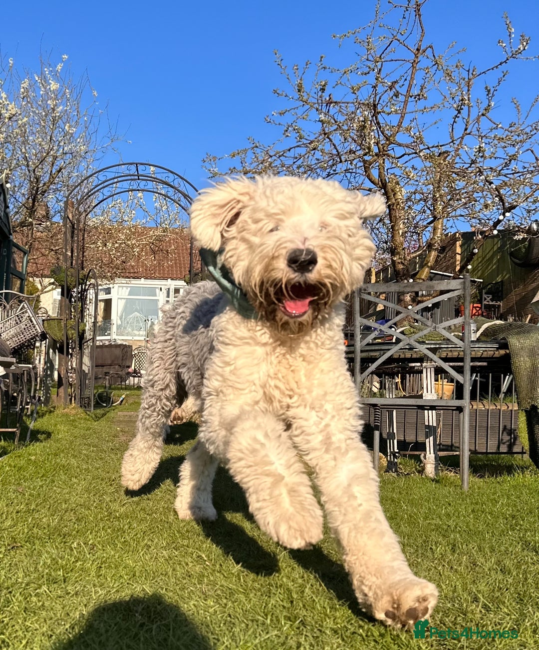 Old English Sheepdog dogs for stud: KC registered Old English Sheepdog for stud in Consett - Image 6