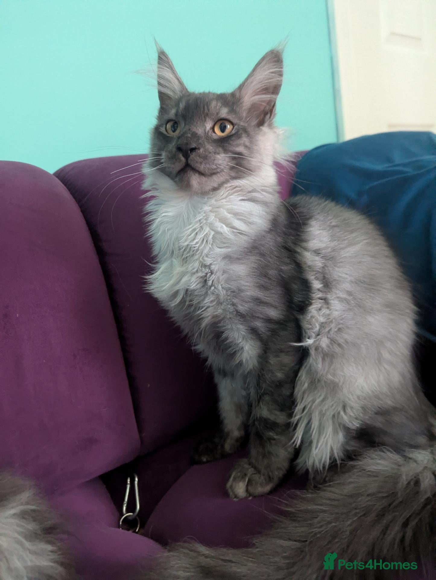 Maine Coon cats for sale: Maine Coon Pedigree Kittens  - Advert 2