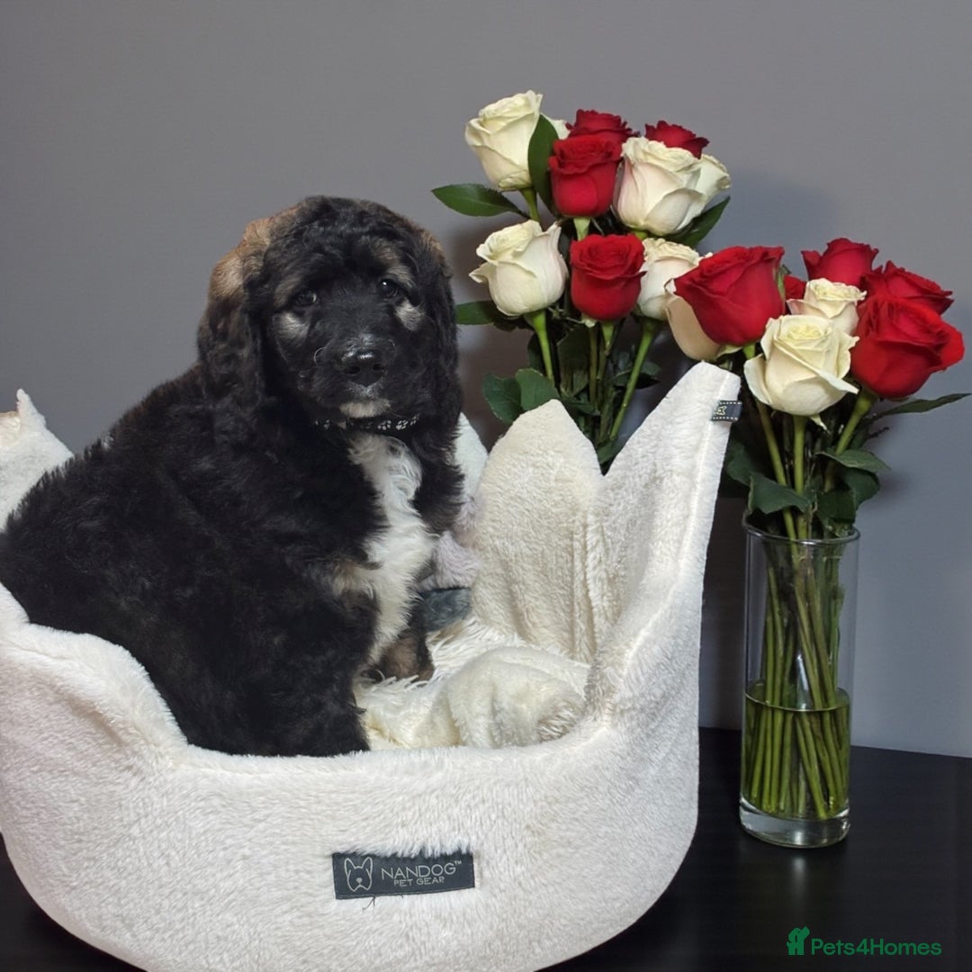Bernedoodle dogs for sale: 6 medium f1 bernedoodle puppies for sale  - Image 5