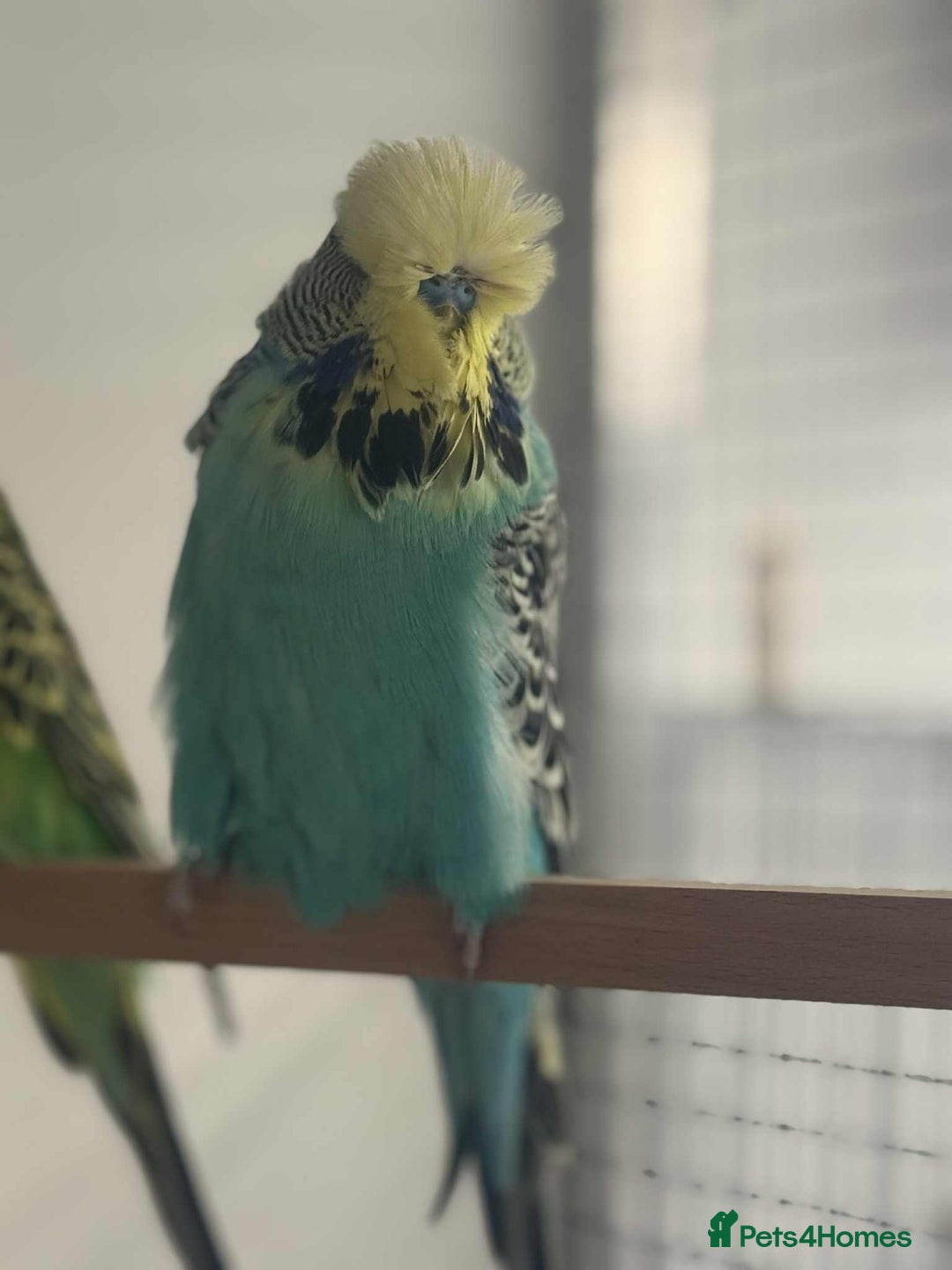 Budgerigars birds for sale: Selection of budgies available  - Advert 9