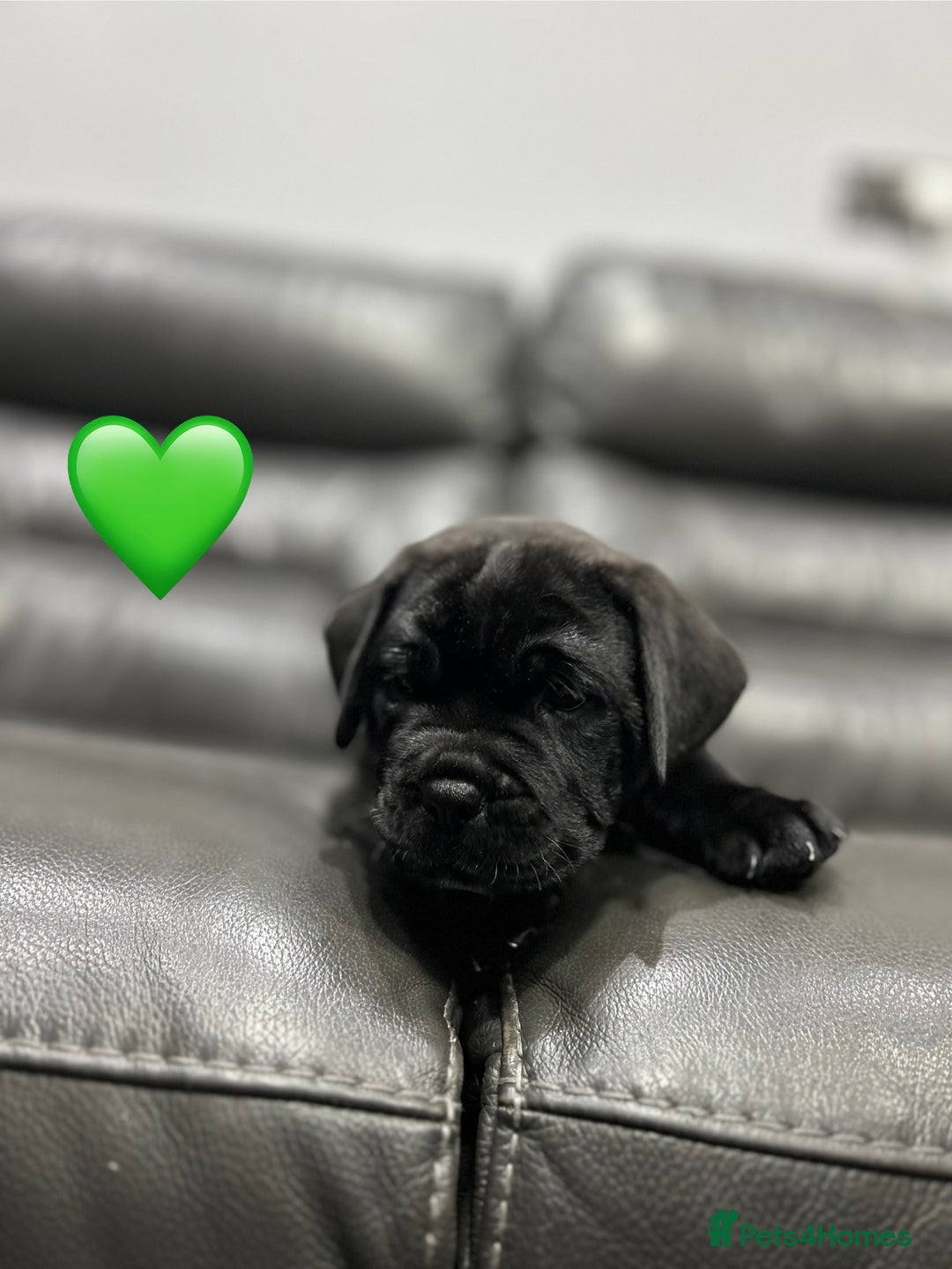 Cane Corso dogs for sale: Chunky Cane Corso Cross Pups – Ready Next Week! - Image 21
