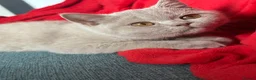 British Shorthair cats for sale: British shorthair fawn girl GCCF register PET ONLY - Advert 10