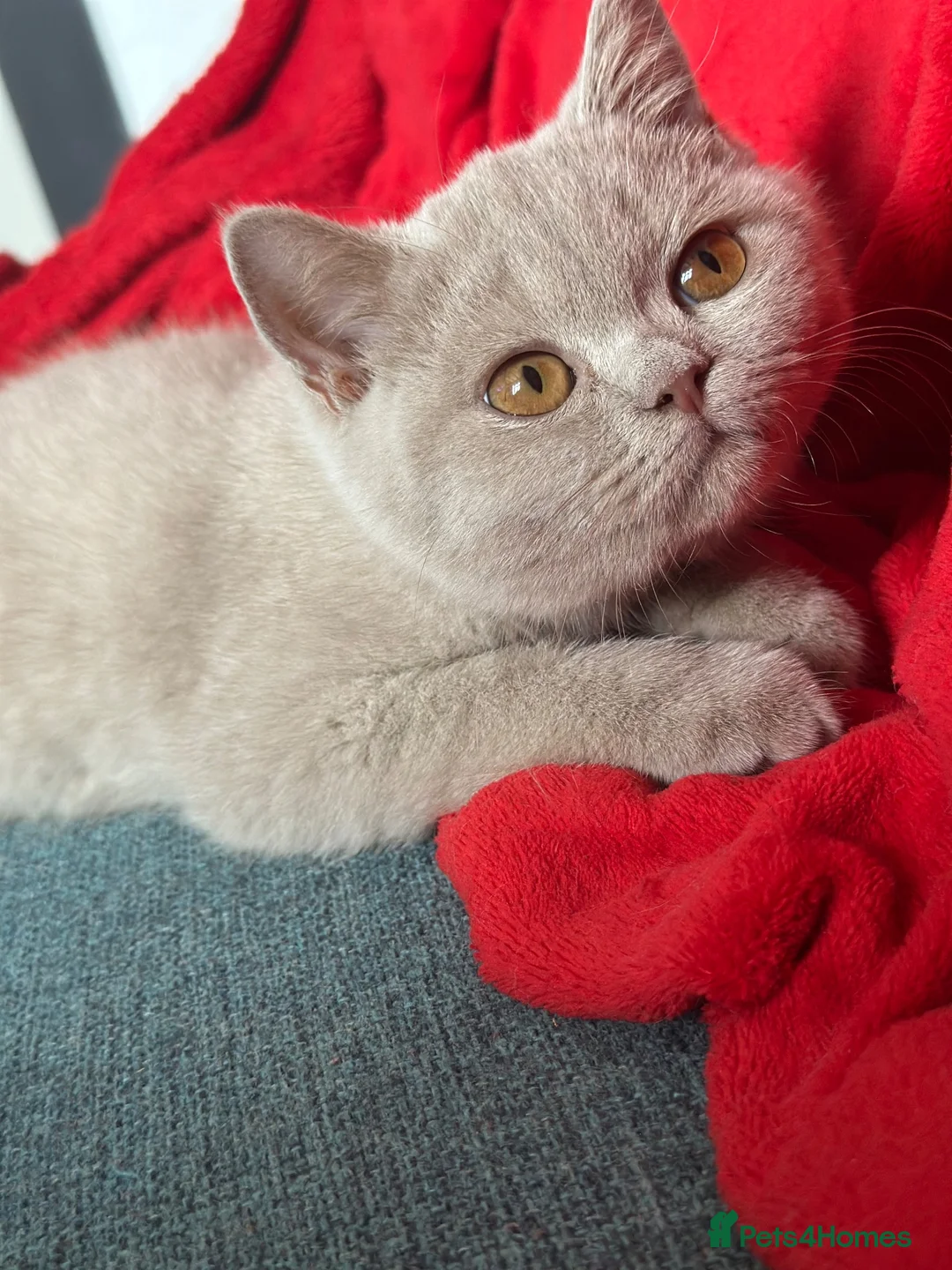 British Shorthair cats for sale: British shorthair fawn girl GCCF register PET ONLY - Advert 10