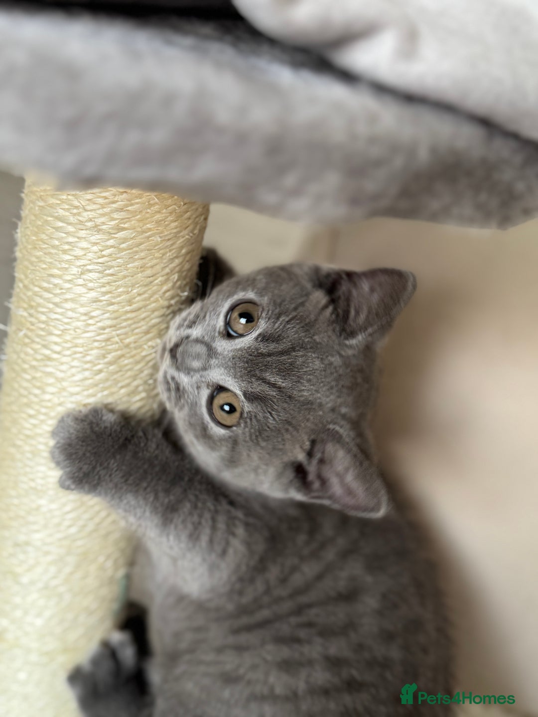British Shorthair cats for sale: British Shorthair Male Kitten Grey - Image 8