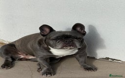 French Bulldog dogs for sale: New loving family  - Image 2