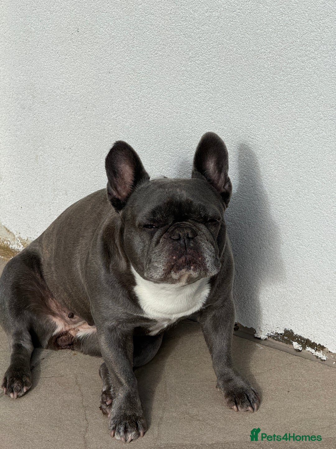 French Bulldog dogs for sale: New loving family  - Image 2