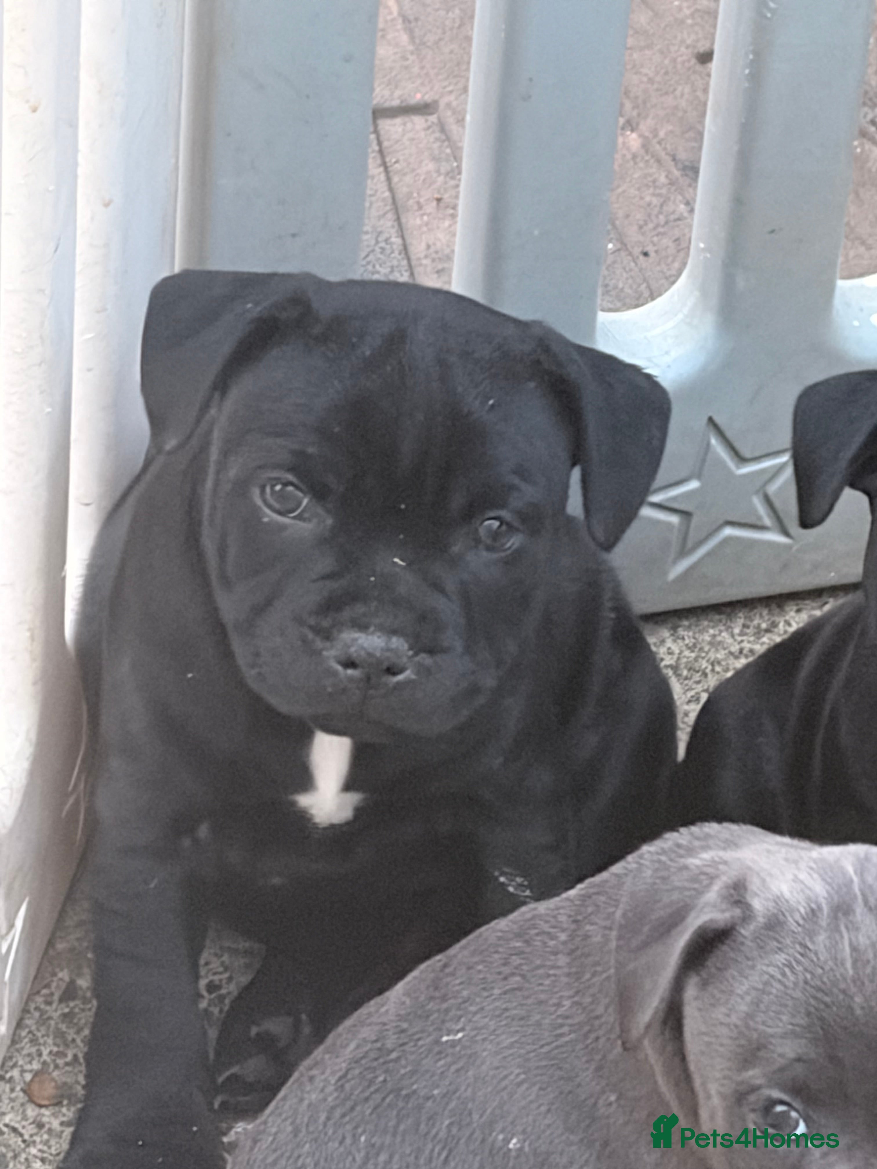 Staffordshire Bull Terrier dogs Champion Staffordshire bullterrier puppies - Advert 2