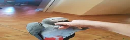 Parrots birds for sale: Tame African grey parrots in Cleckheaton - Advert 9