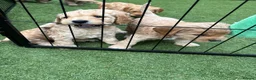 Cockapoo dogs for sale: Leicestershire Cockapoos Exten DNA&Genetic Tested  - Advert 19