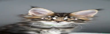 Maine Coon 4