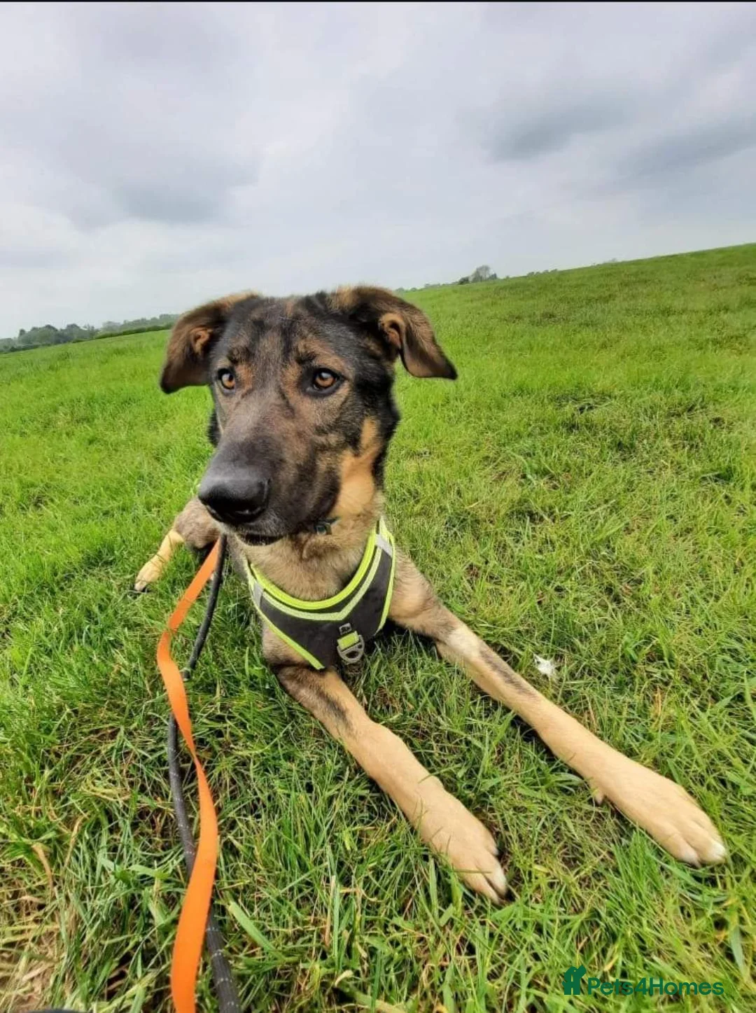 Mixed Breed dogs for adoption: Meet Ozzy, currently residing in Cheshire  in Nantwich - Advert 9