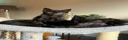 Bombay cats for sale: Kittens for sale  in Marlborough - Advert 2