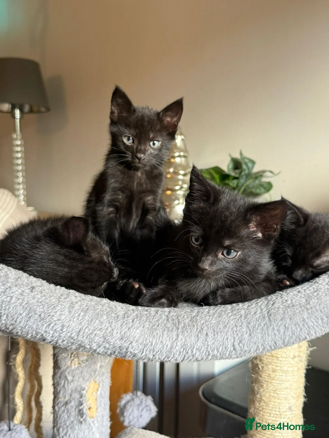 Bombay cats for sale: Kittens for sale  in Marlborough - Advert 2