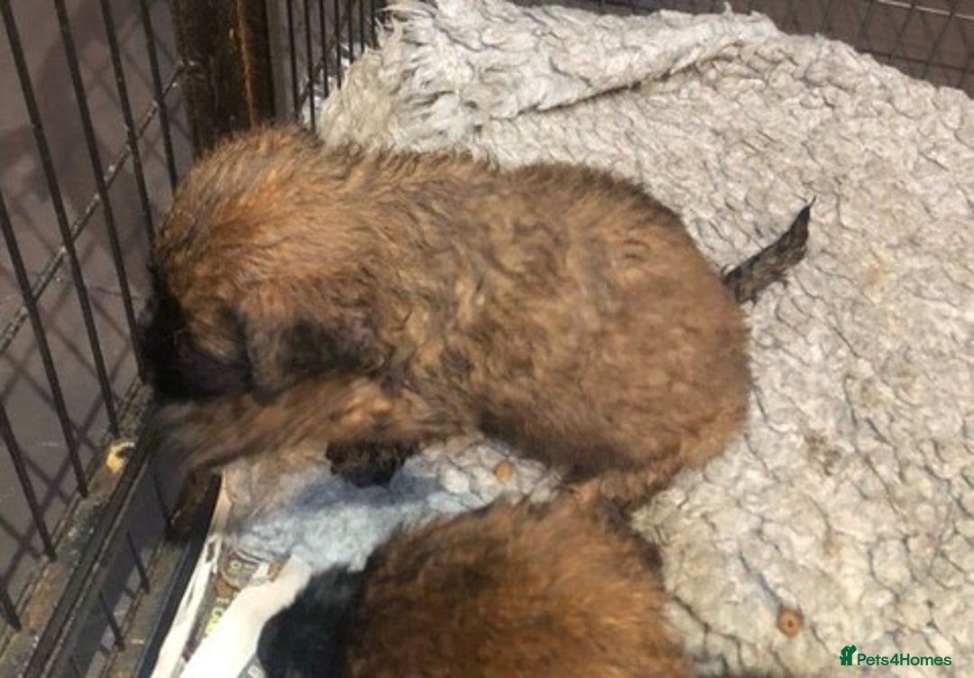 Briard dogs for sale: BEAUTIFUL Briard Female Puppies - Advert 3