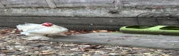 Chickens poultry for sale: cockerels that need new homes - Advert 4