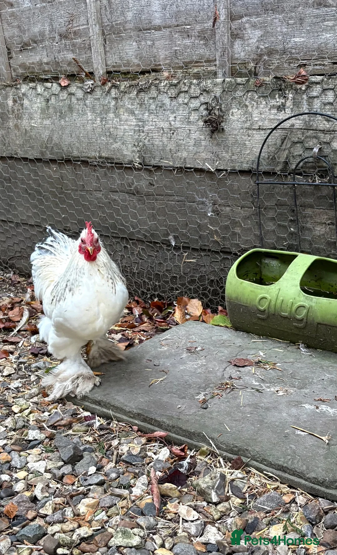 Chickens poultry for sale: cockerels that need new homes - Advert 4