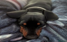 Miniature Dachshund dogs for stud: STUD - KC REG Mini Dachshund -PROVEN - Image 2