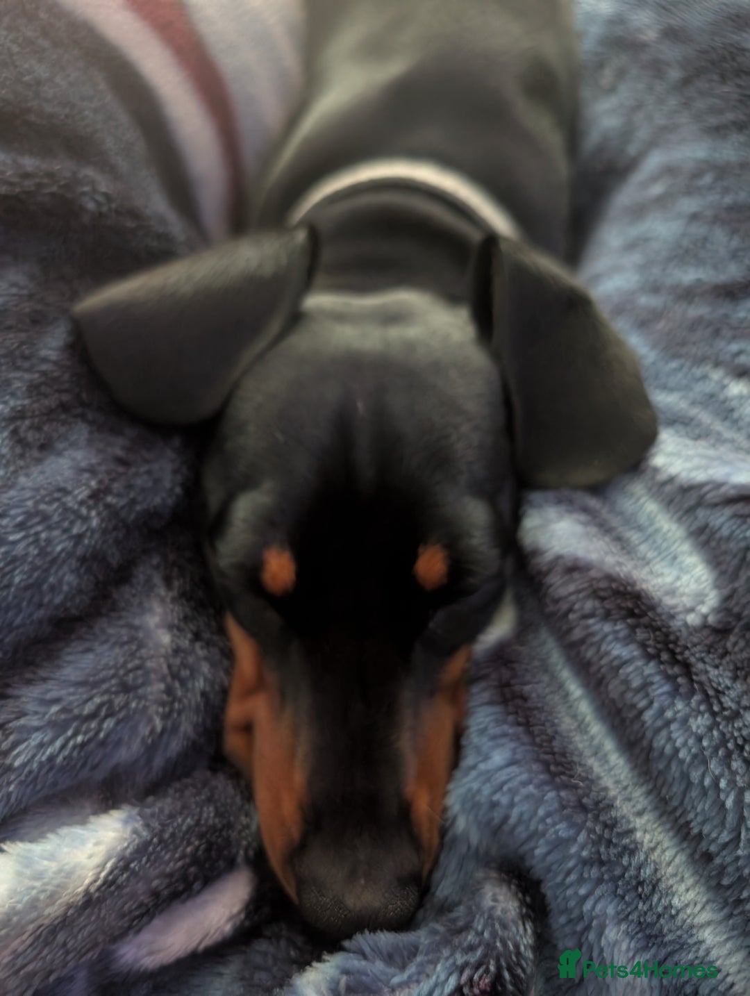 Miniature Dachshund dogs for stud: STUD - KC REG Mini Dachshund -PROVEN - Image 2