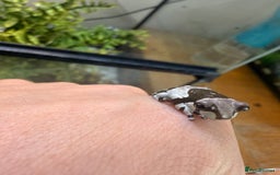 Frog reptiles for sale: Amazon Milk Frog - Image 5