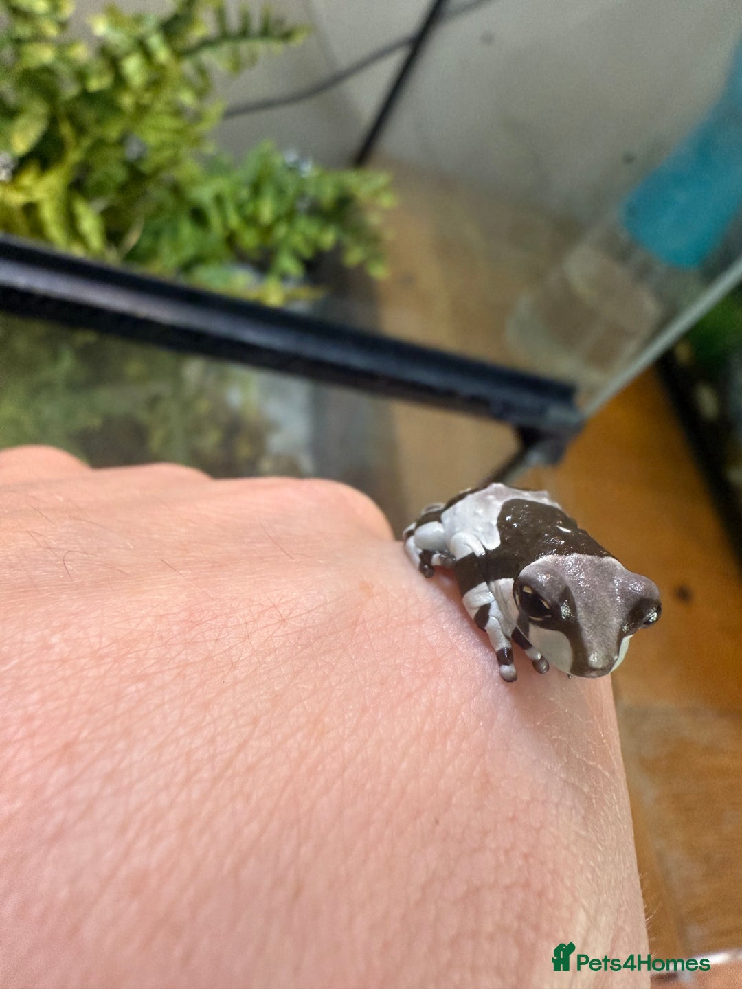 Frog reptiles for sale: Amazon Milk Frog - Image 5