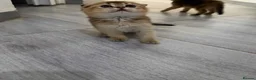Scottish Fold cats for sale: Gorgeous Golden & Blue Scottish Fold Kittens - Advert 10