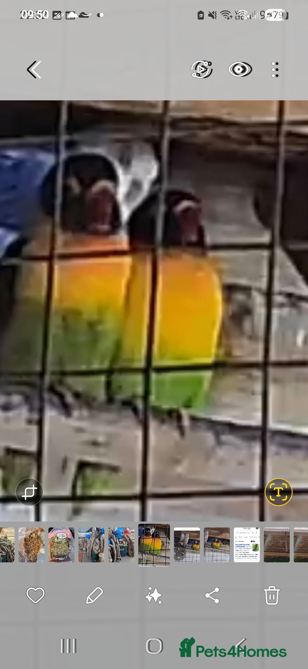 Lovebirds birds for sale: Masked lovebirds pair - Advert 1