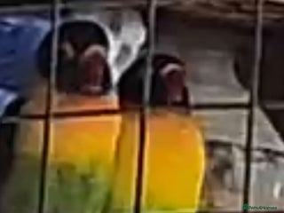 Lovebirds birds Masked lovebirds pair - Advert 1