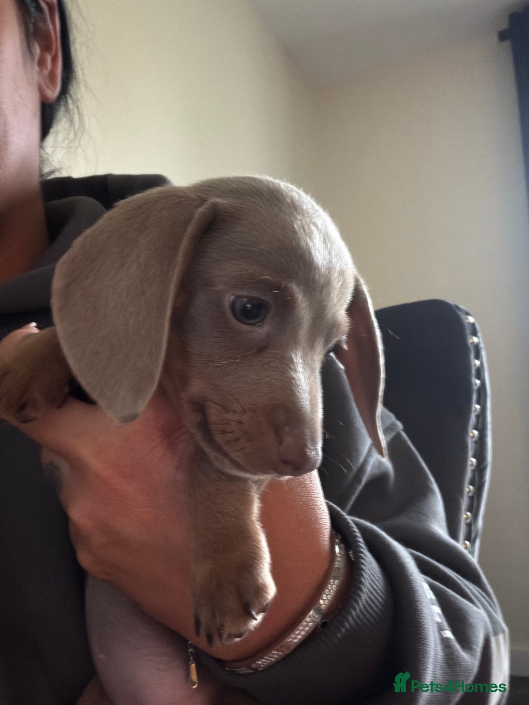 Dachshund dogs for sale: Lilac and tan miniature dachshund  - Advert 4