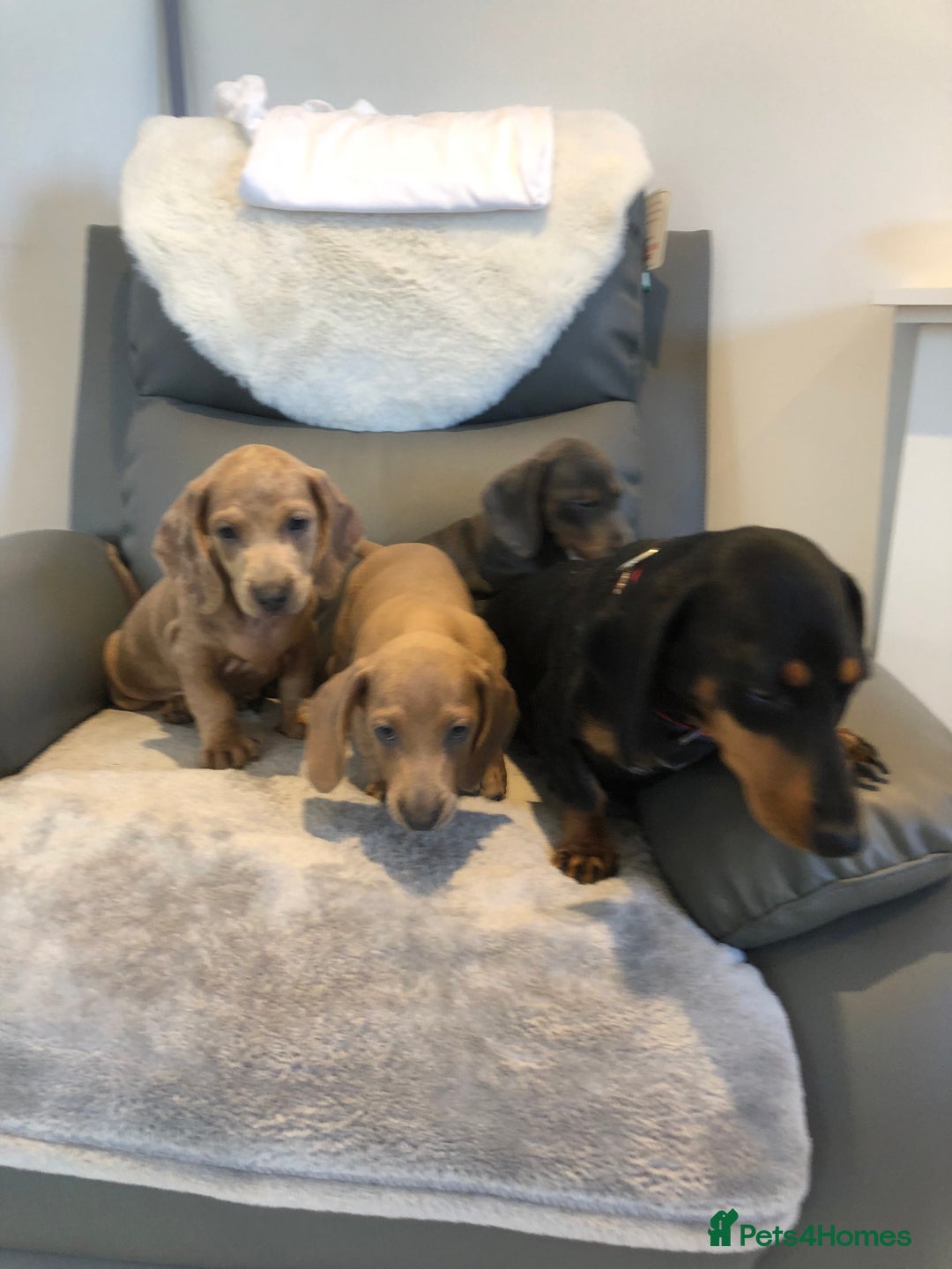 Miniature Dachshund dogs for sale: Miniature dachshunds for sale - Image 2