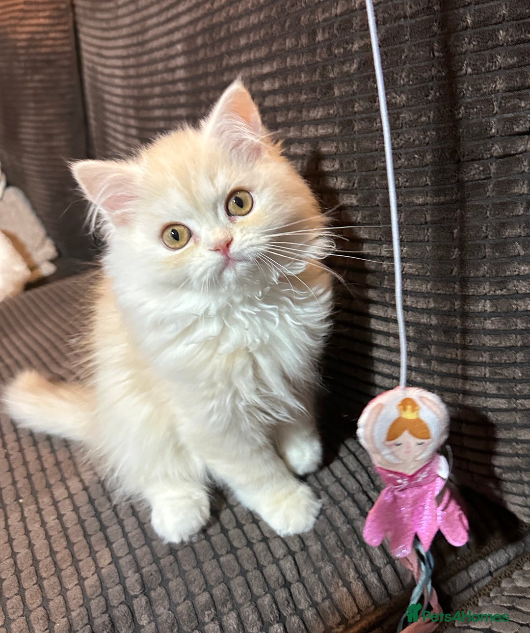 Persian cats for sale: 2 gorgeous cuddly Persian baby boys💙 - Advert 10