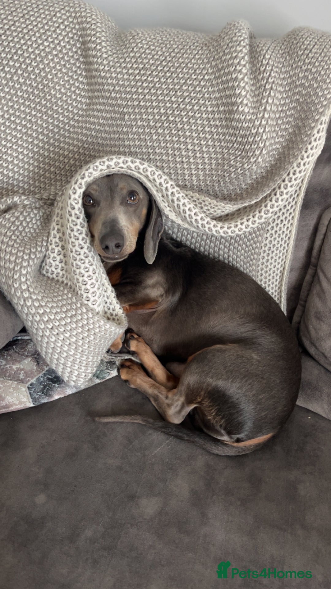 Dachshund dogs for sale: 3 year old male dachshund  - Advert 2