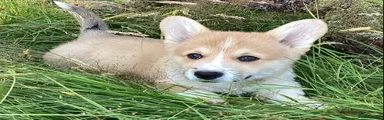 Welsh Corgi Pembroke 3