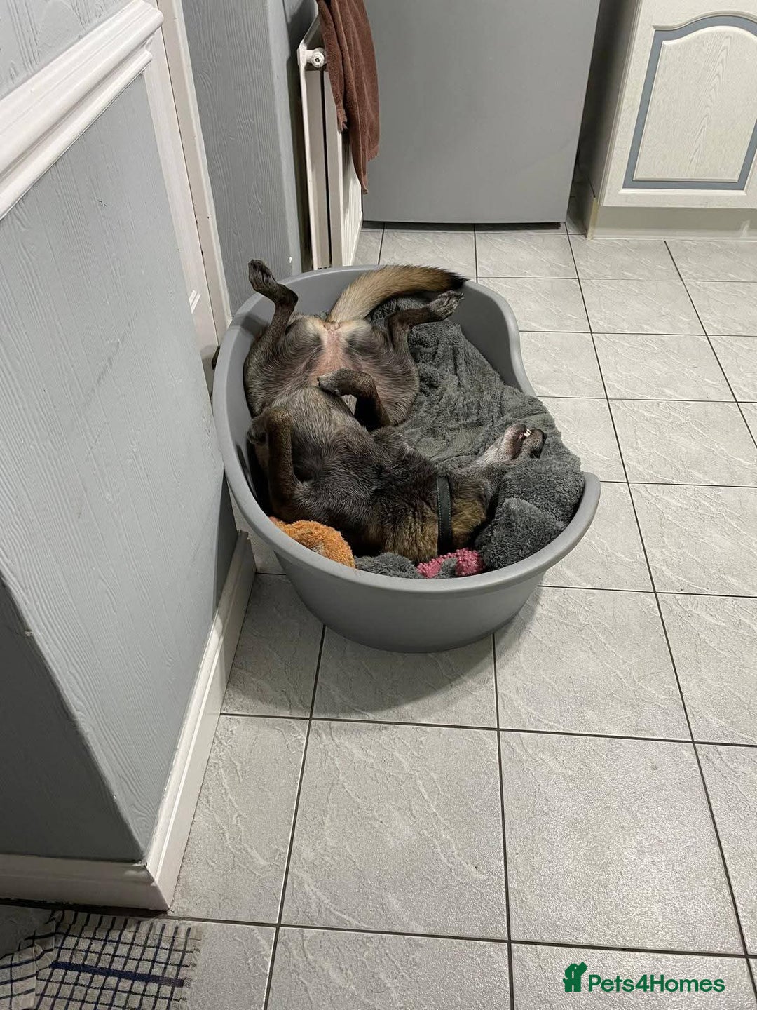 Mixed Breed dogs for adoption: Meet Sasha, currently residing in Merseyside  - Advert 2