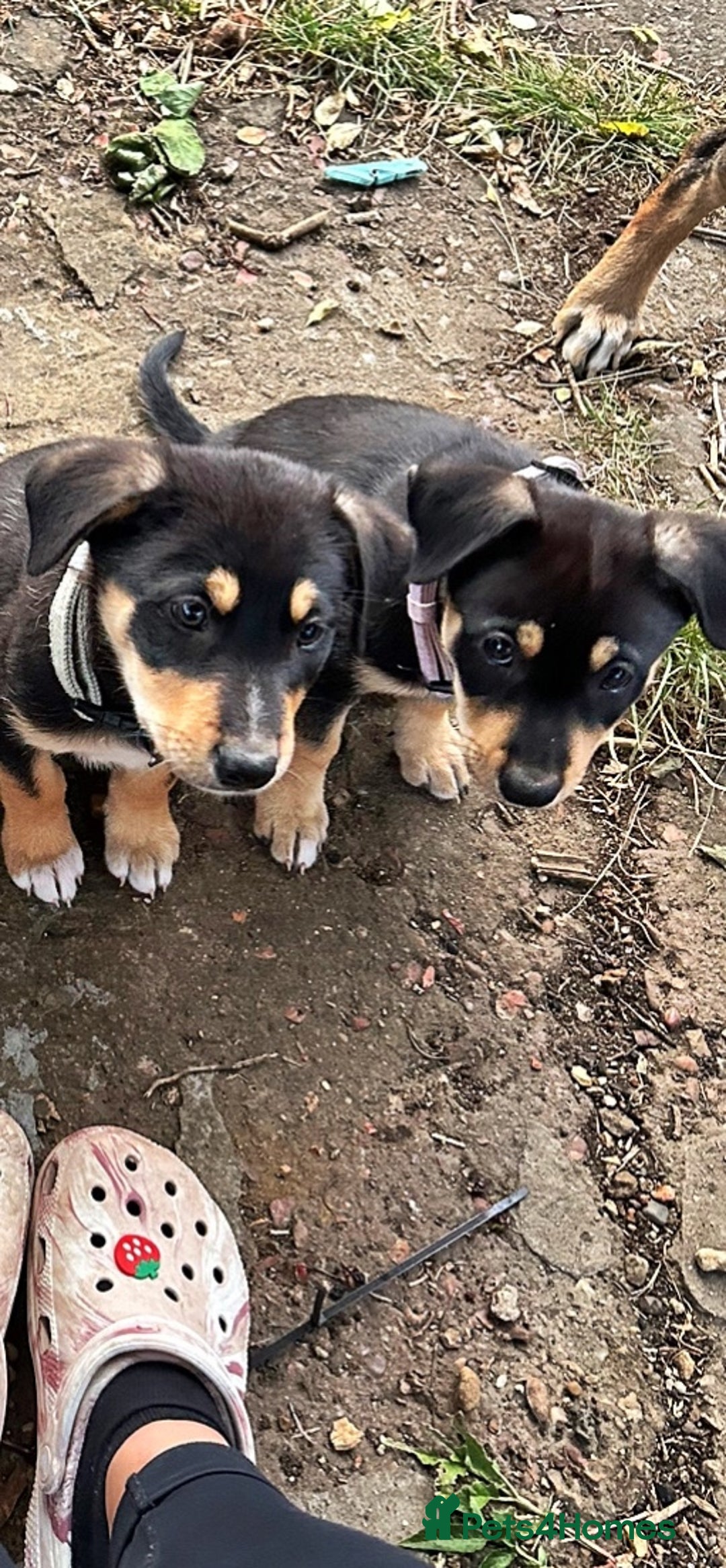 Mixed Breed dogs for sale: Our beautiful boy Koda💙 - Advert 28