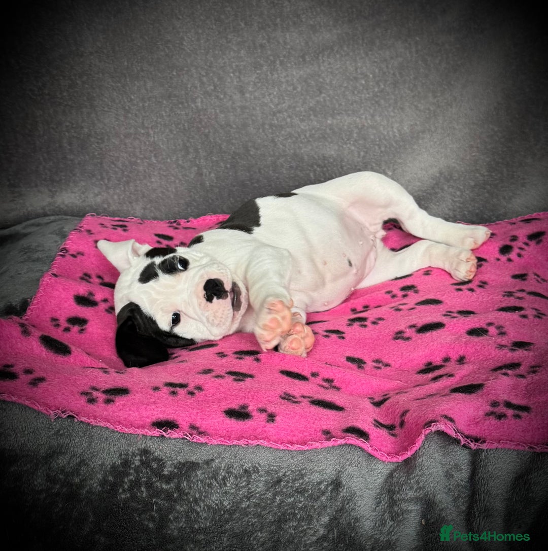 Old Tyme Bulldog dogs for sale: 🩷🩷Old Tyme Bulldog Puppies🩷🩷 - Image 13