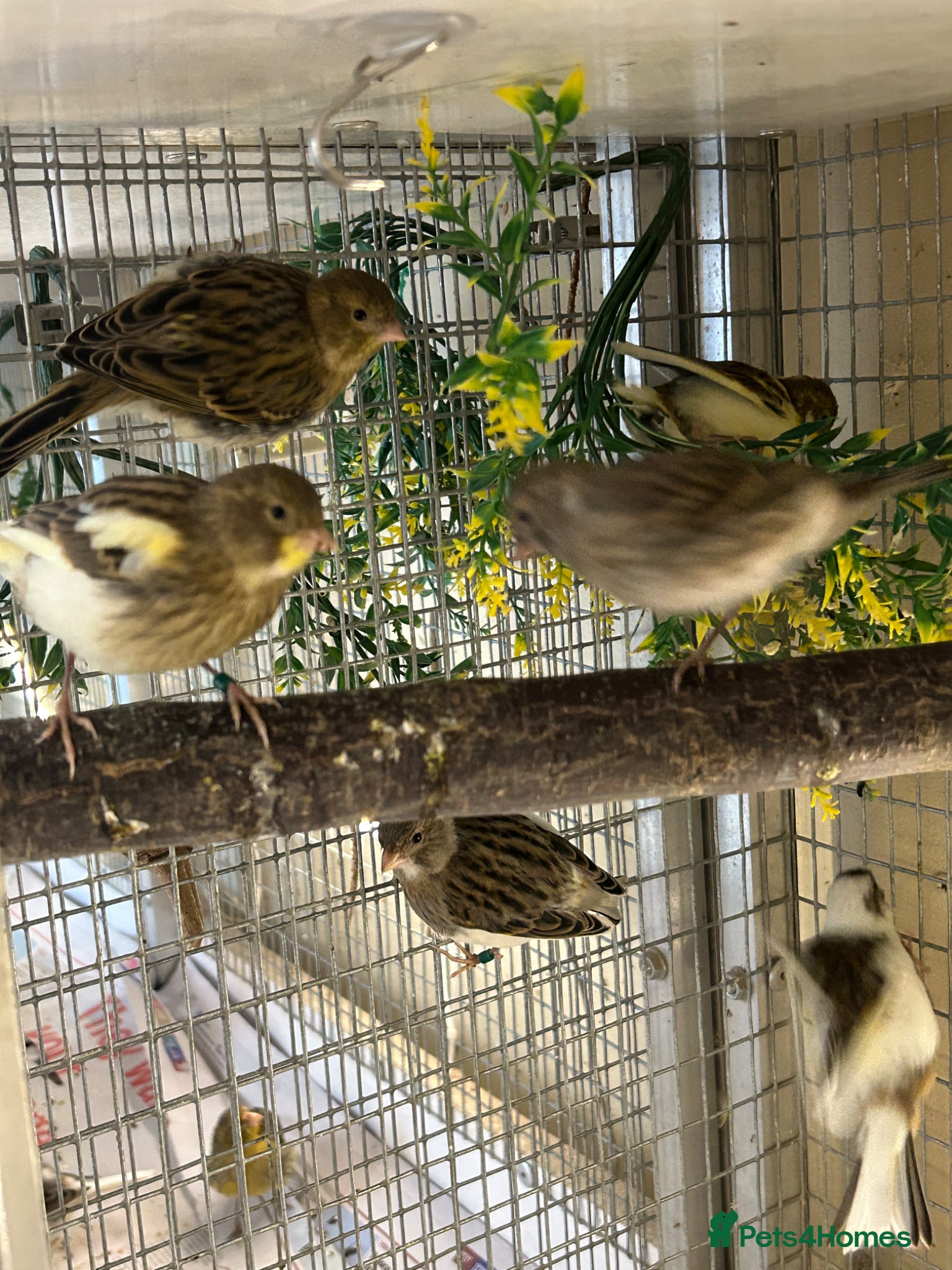 Canaries birds FIFE CANARY'S THIS YEARS  - Advert 2