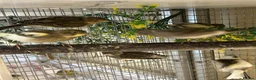 Canaries birds for sale: FIFE CANARY'S - Advert 5