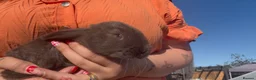 Mixed Breed rabbits for sale: Continental giants x French lop  - Advert 6