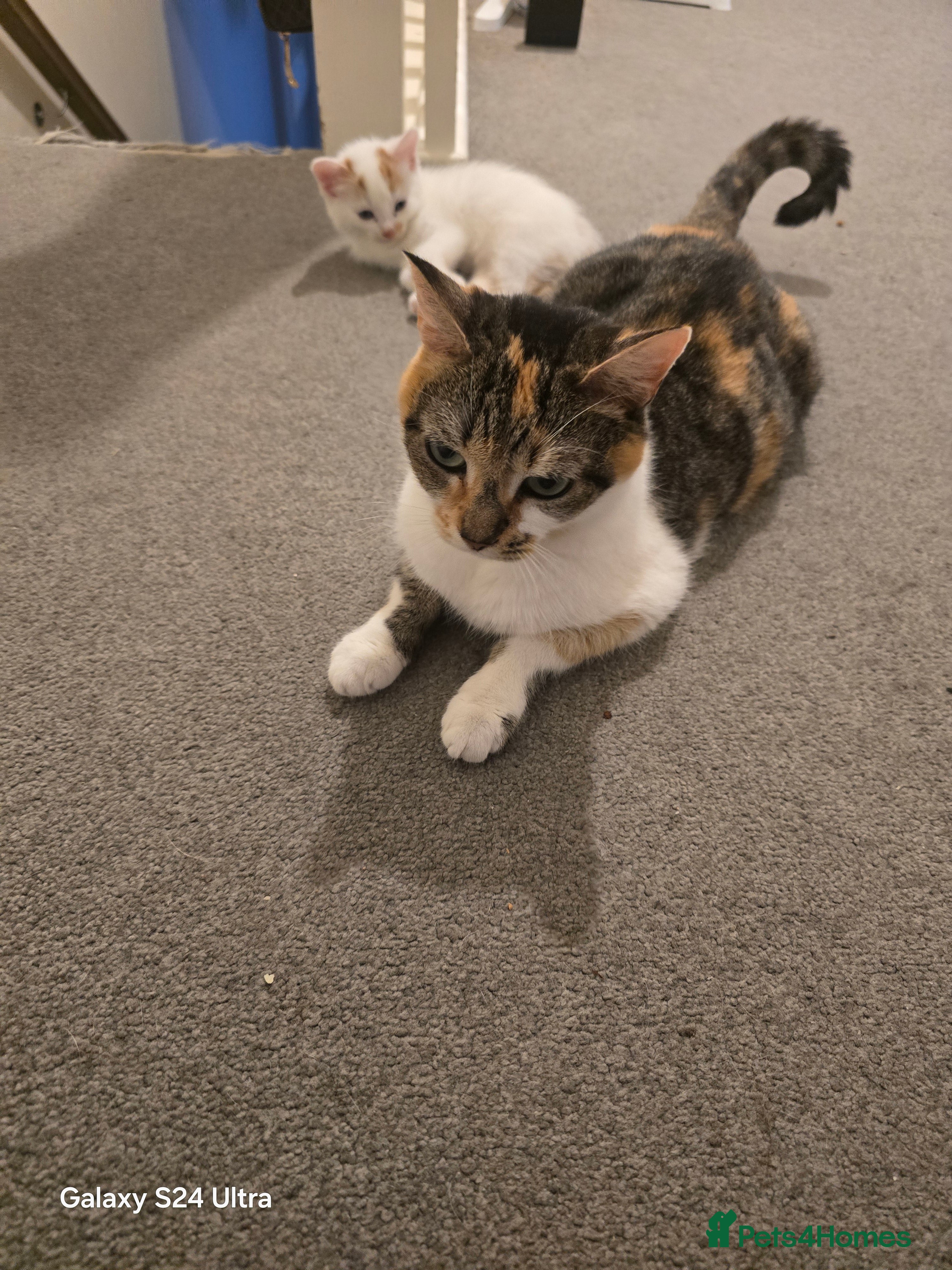 Siberian cats Kittens  - Advert 2