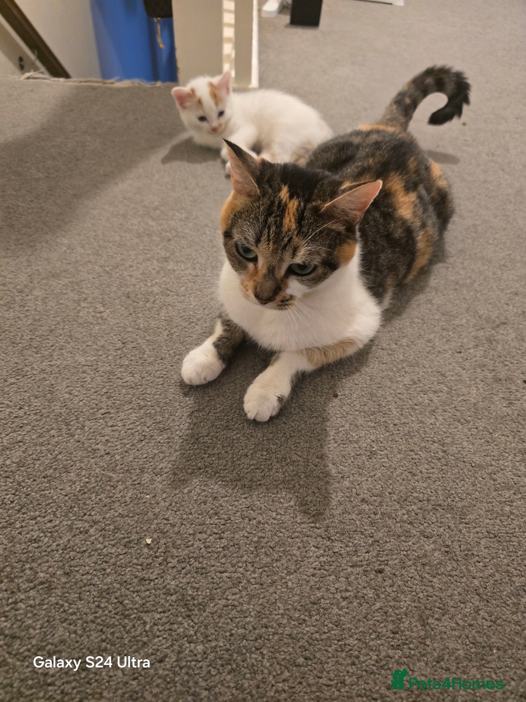 Siberian cats for sale: Kittens  - Advert 1