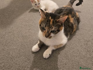 Siberian cats Kittens - Advert 2