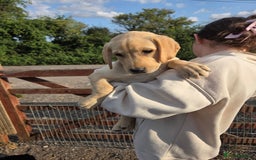 Labrador Retriever dogs for sale: Kc registered Labrador puppies  - Image 1